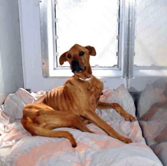 the_miracle_of_the_rescued_skinny_dog