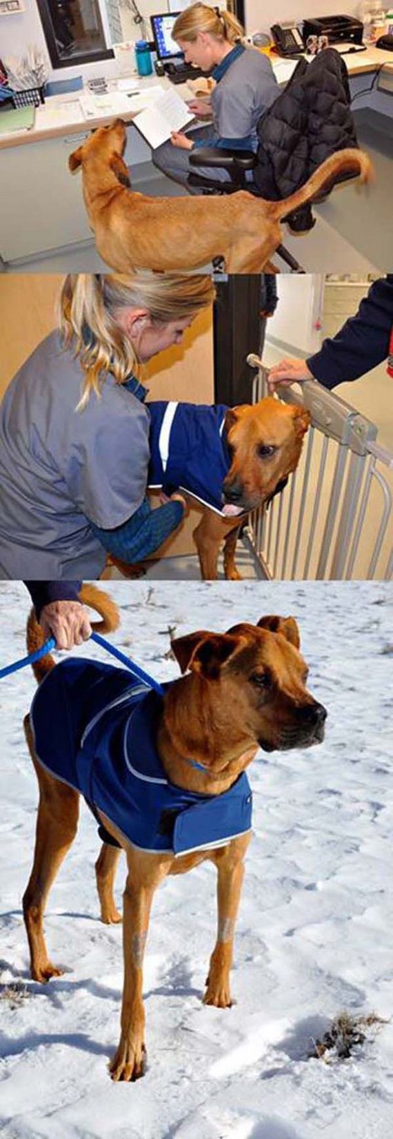 the_miracle_of_the_rescued_skinny_dog