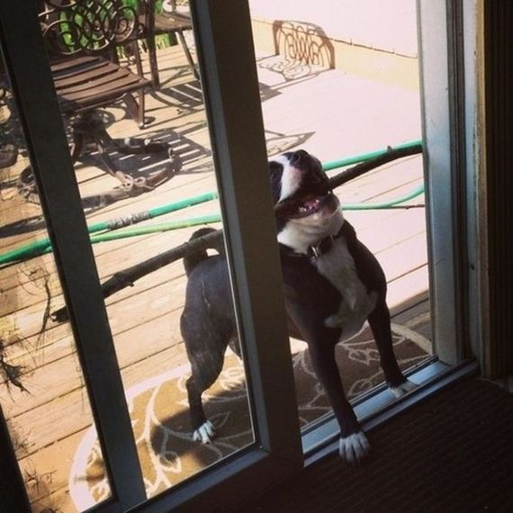the_most_awkward_dogs_of_2013
