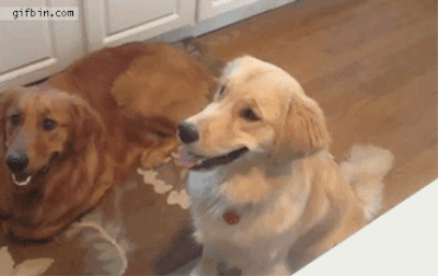 the_most_awkward_dogs_of_2013