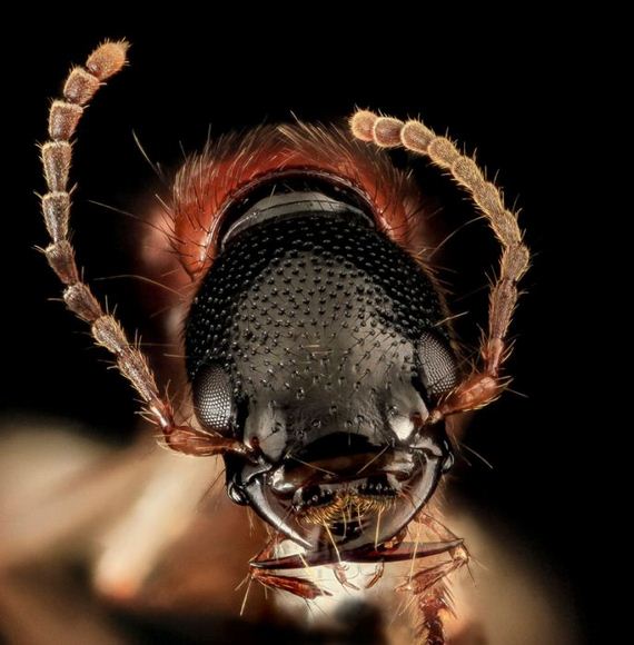 the_most_detailed_close_ups_of_arthropods_ever