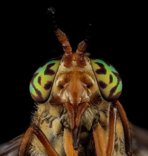 the_most_detailed_close_ups_of_arthropods_ever
