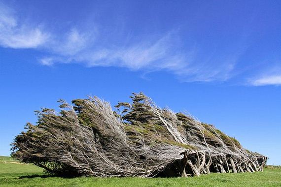 the_twisted_trees_of_slope_point