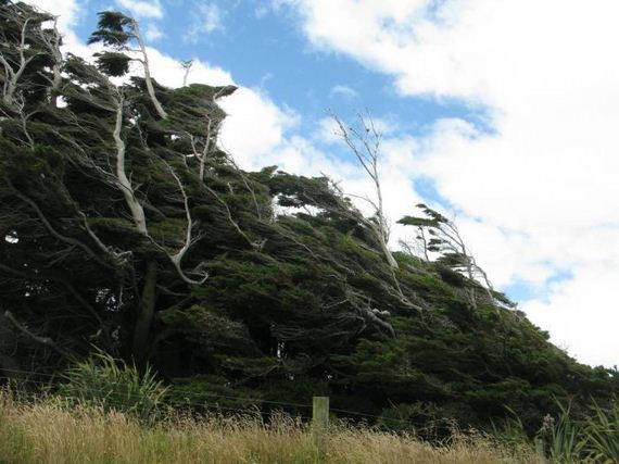 the_twisted_trees_of_slope_point