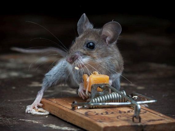 this-mouse-does-battle-with-a-mousetrap