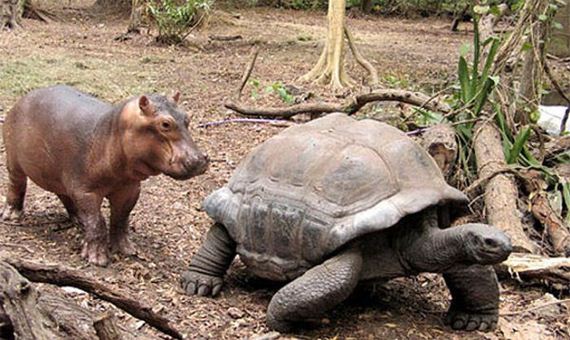 tortoise_hippo