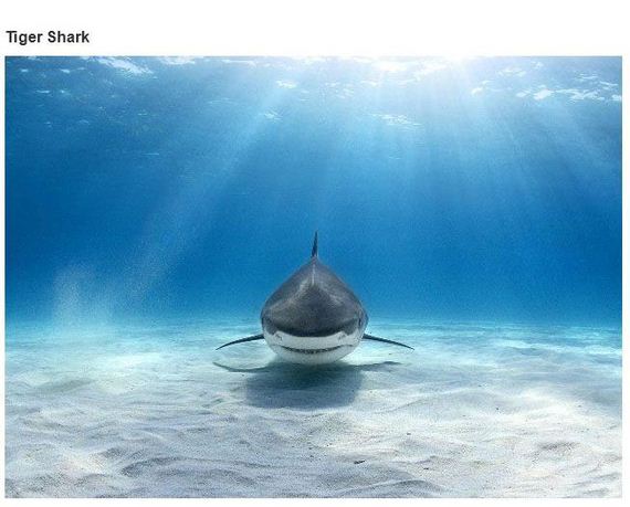 very_interesting_photos-23