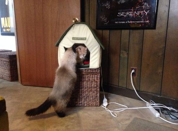 war_cat
