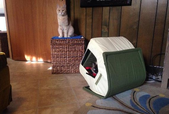 war_cat