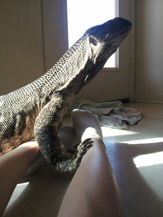 weird_pet