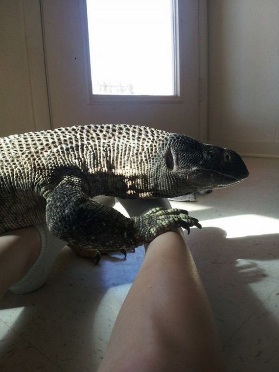 weird_pet