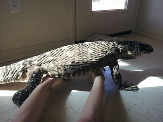 weird_pet