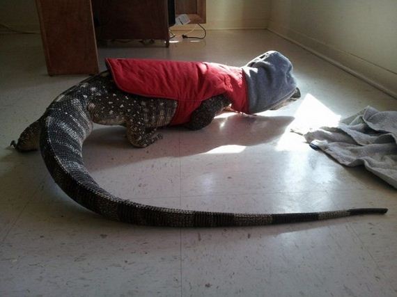 weird_pet