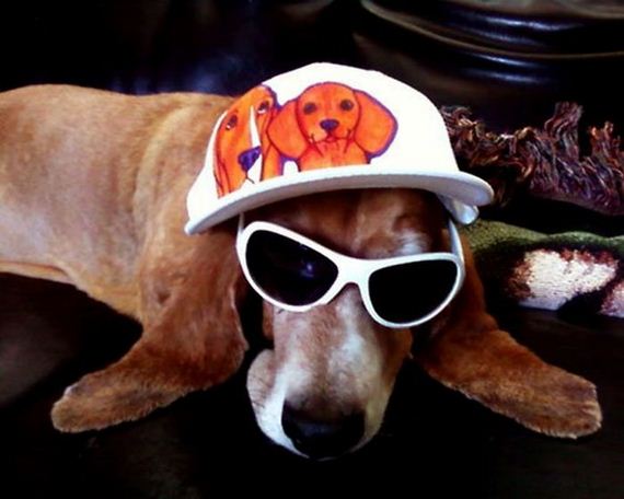 well_dressed_animals