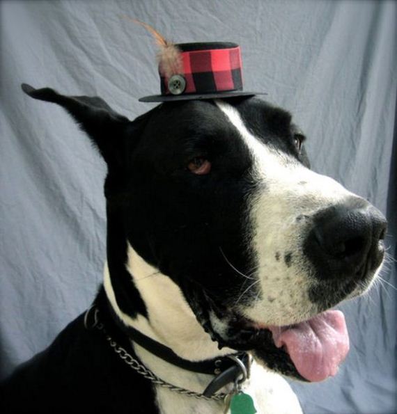 well_dressed_animals