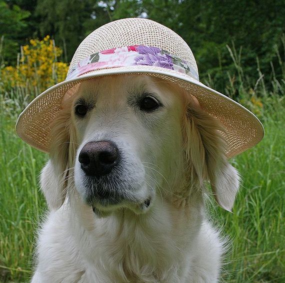 well_dressed_animals