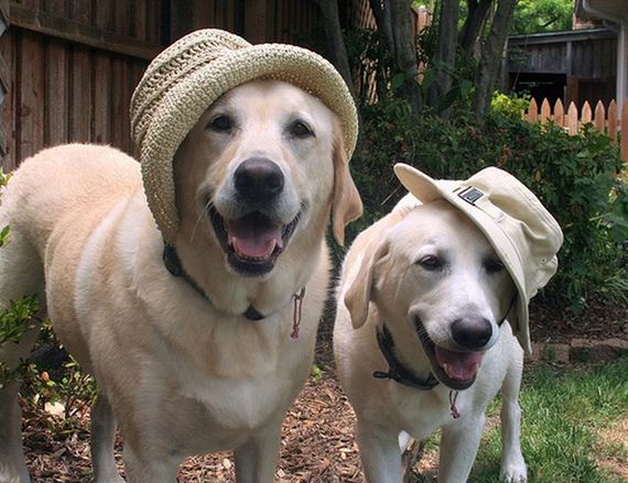well_dressed_animals