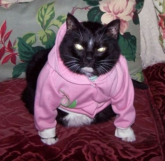 well_dressed_animals