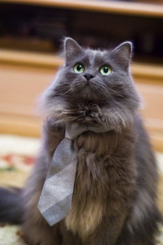 well_dressed_animals