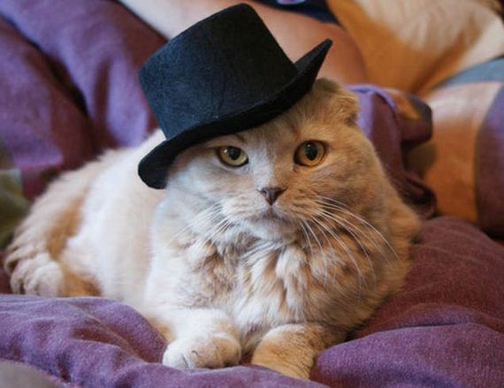 well_dressed_animals