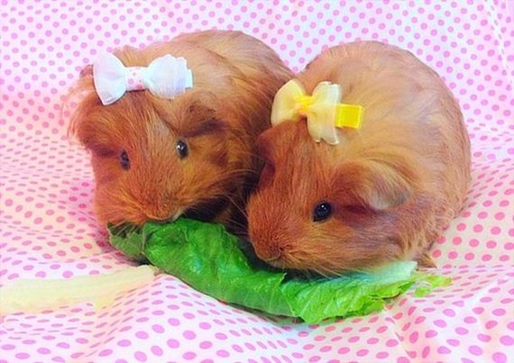 well_dressed_animals