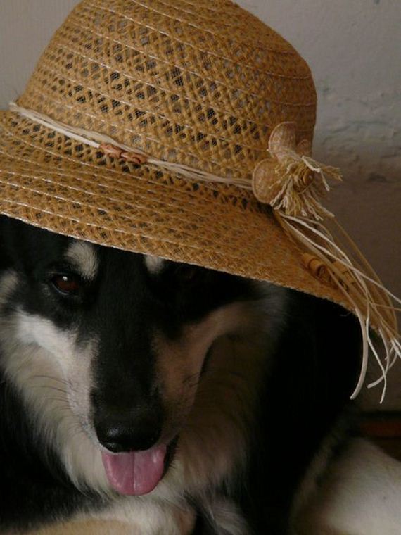 well_dressed_animals