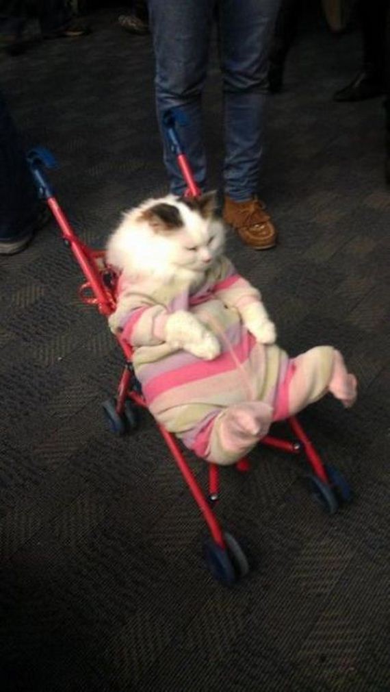 well_dressed_animals