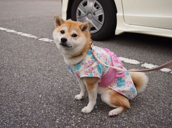 well_dressed_animals