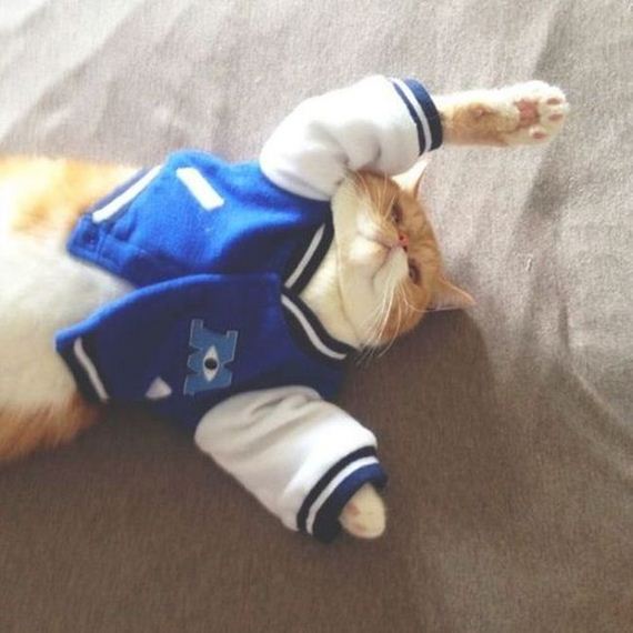 well_dressed_animals