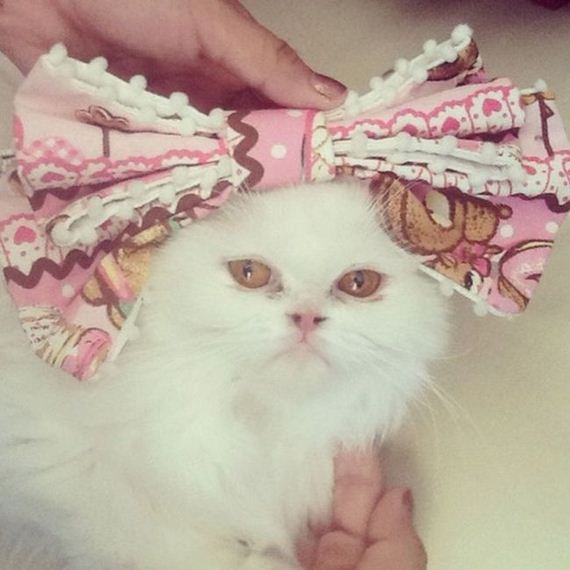 well_dressed_animals