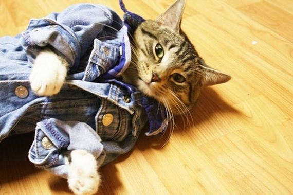 well_dressed_animals