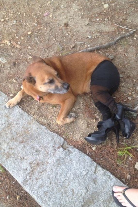 well_dressed_animals
