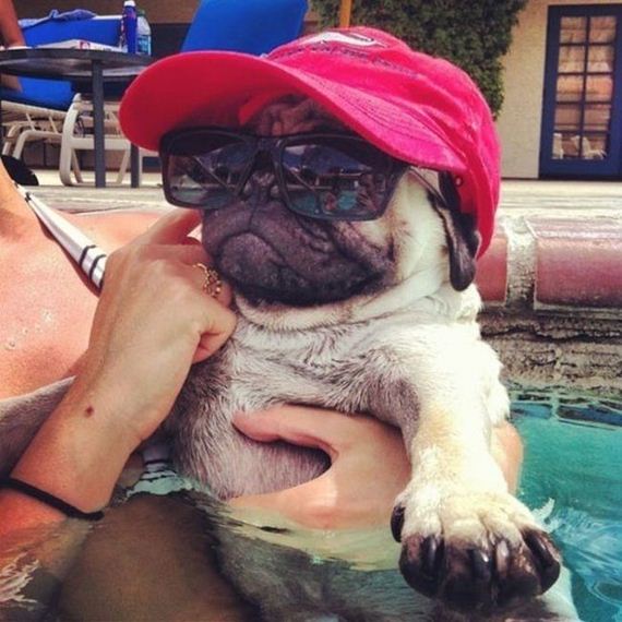 well_dressed_animals