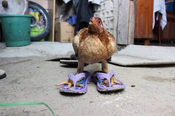 well_dressed_animals