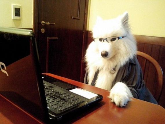 well_dressed_animals