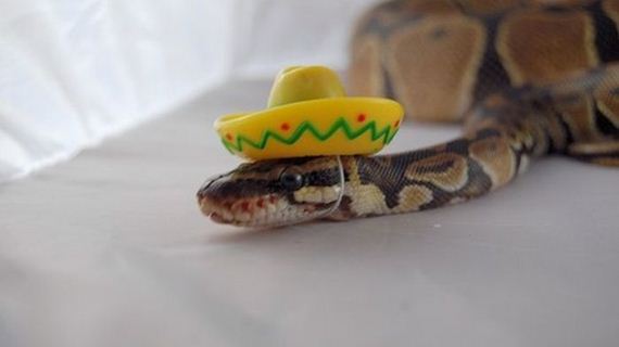 well_dressed_animals