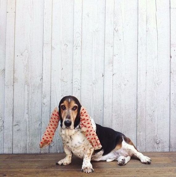 well_dressed_animals