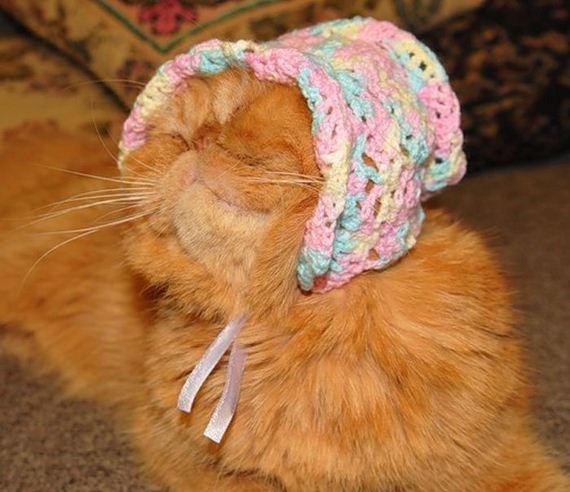 well_dressed_animals