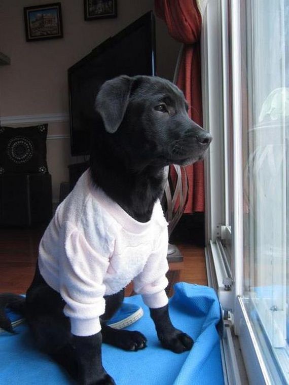 well_dressed_animals