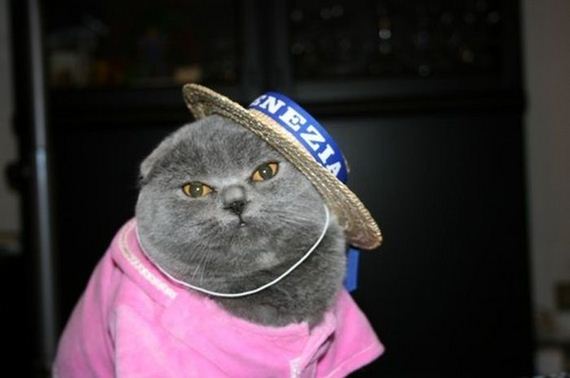 well_dressed_animals