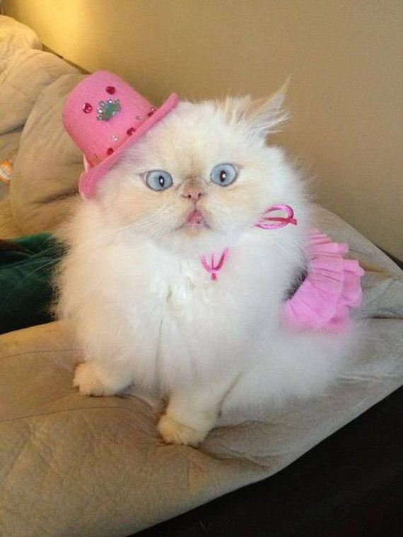 well_dressed_animals