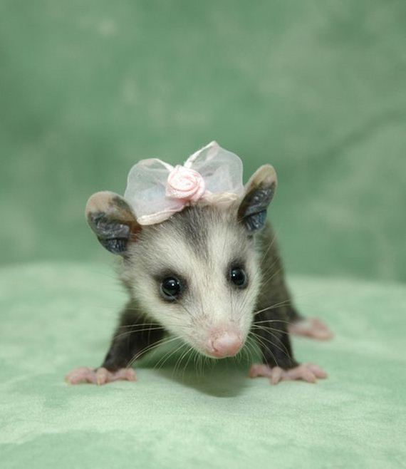 well_dressed_animals