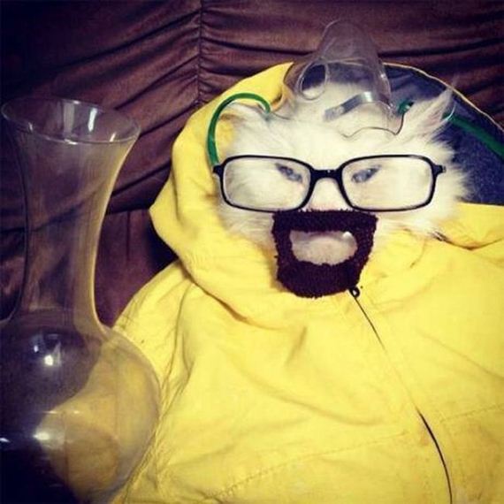 well_dressed_animals