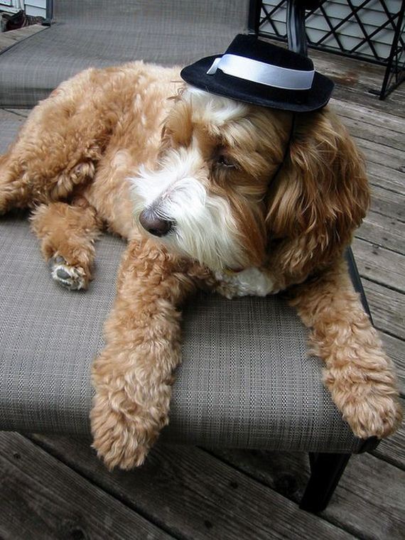 well_dressed_animals