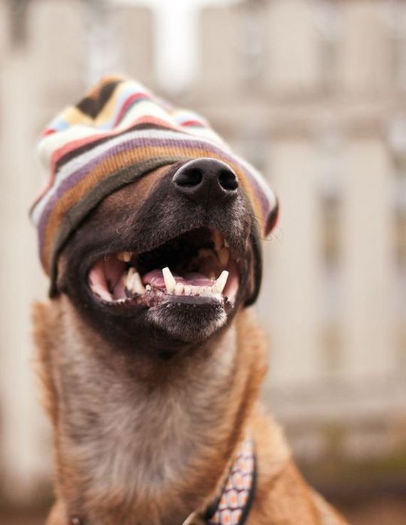 well_dressed_animals