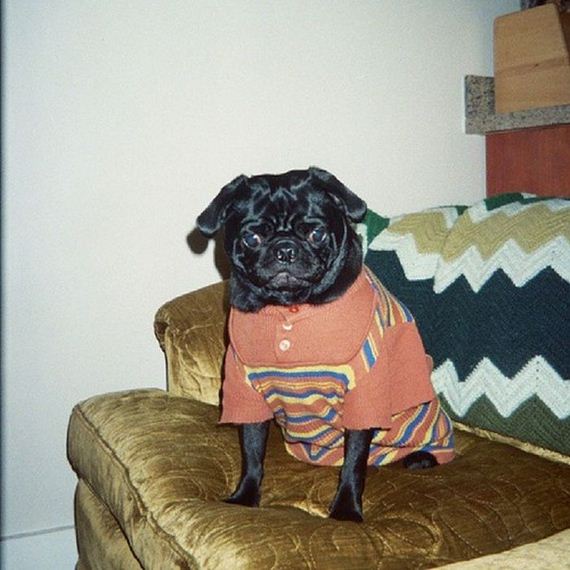 well_dressed_animals
