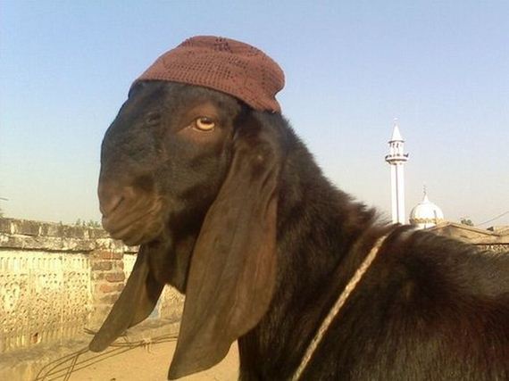 well_dressed_animals