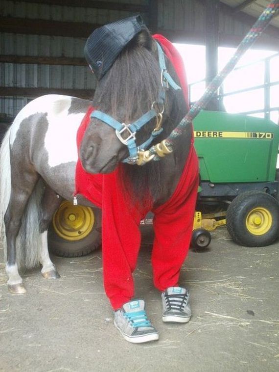 well_dressed_animals
