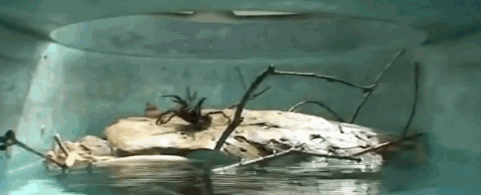 why_arachnophobes_should_skip_australia
