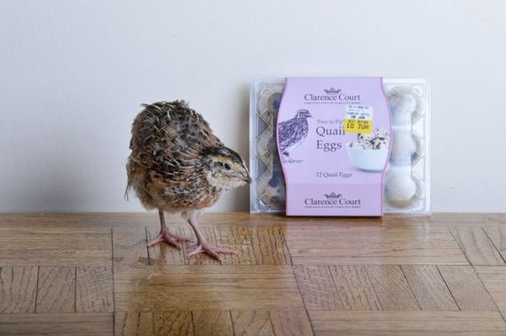 woman-bought-some-eggs